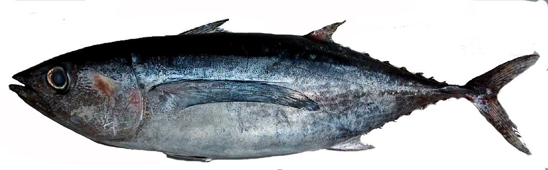 Thunnus alalunga_05.jpg